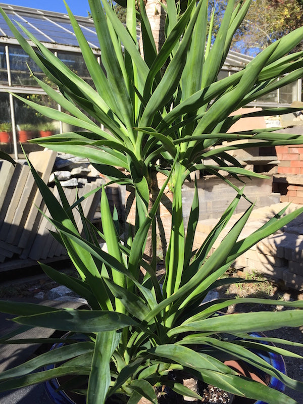 Yucca Madison Flower Shop