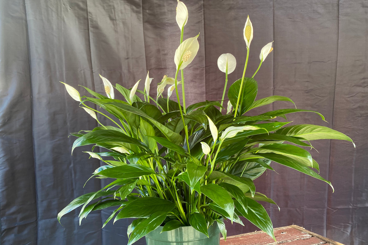 daniel peace lily Peace Lily Plant – Madison Flower Shop