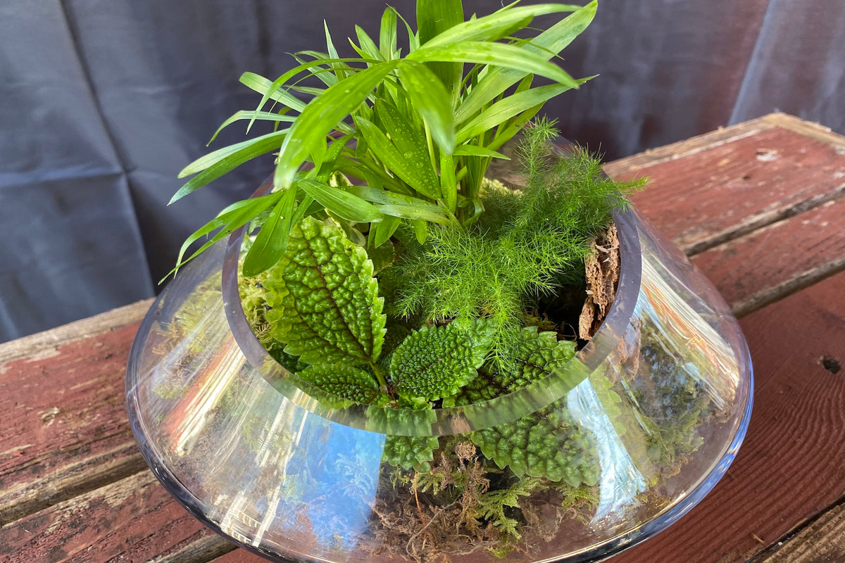 Terrariums – Madison Flower Shop