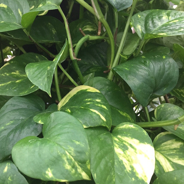 Heartleaf Philodendron (Philodendron scandens) – Madison Flower Shop