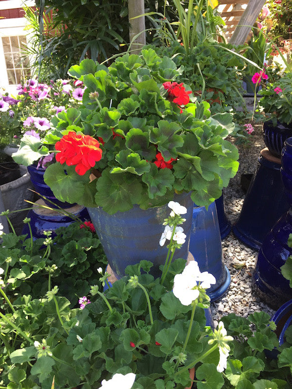 Patio Planters for Memorial Day