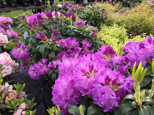 Rhododendron – Madison Flower Shop
