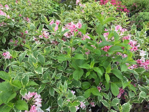 Weigela
