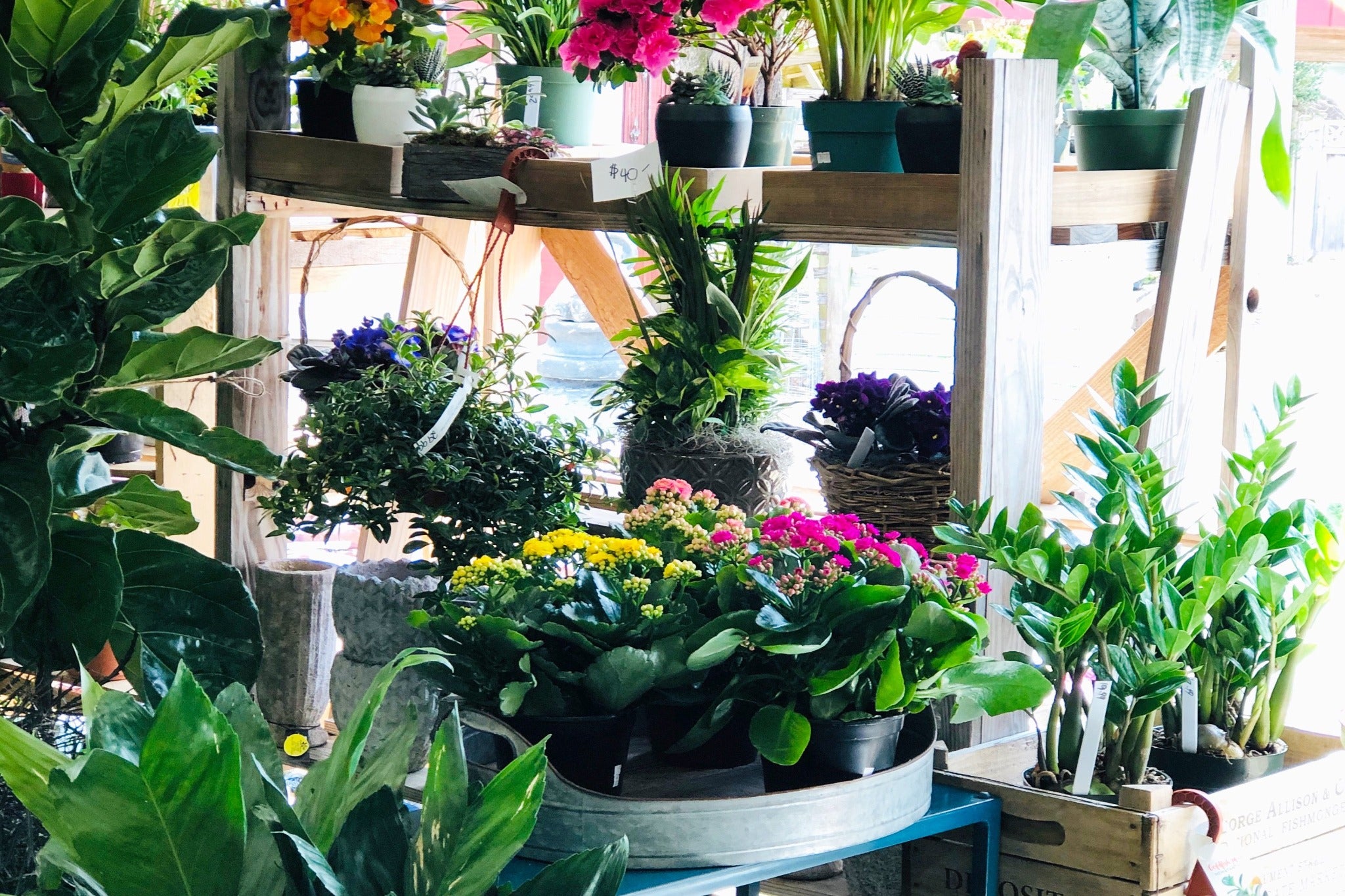 house plant shop.com House Plants (Designer's Choice) – Madison Flower Shop