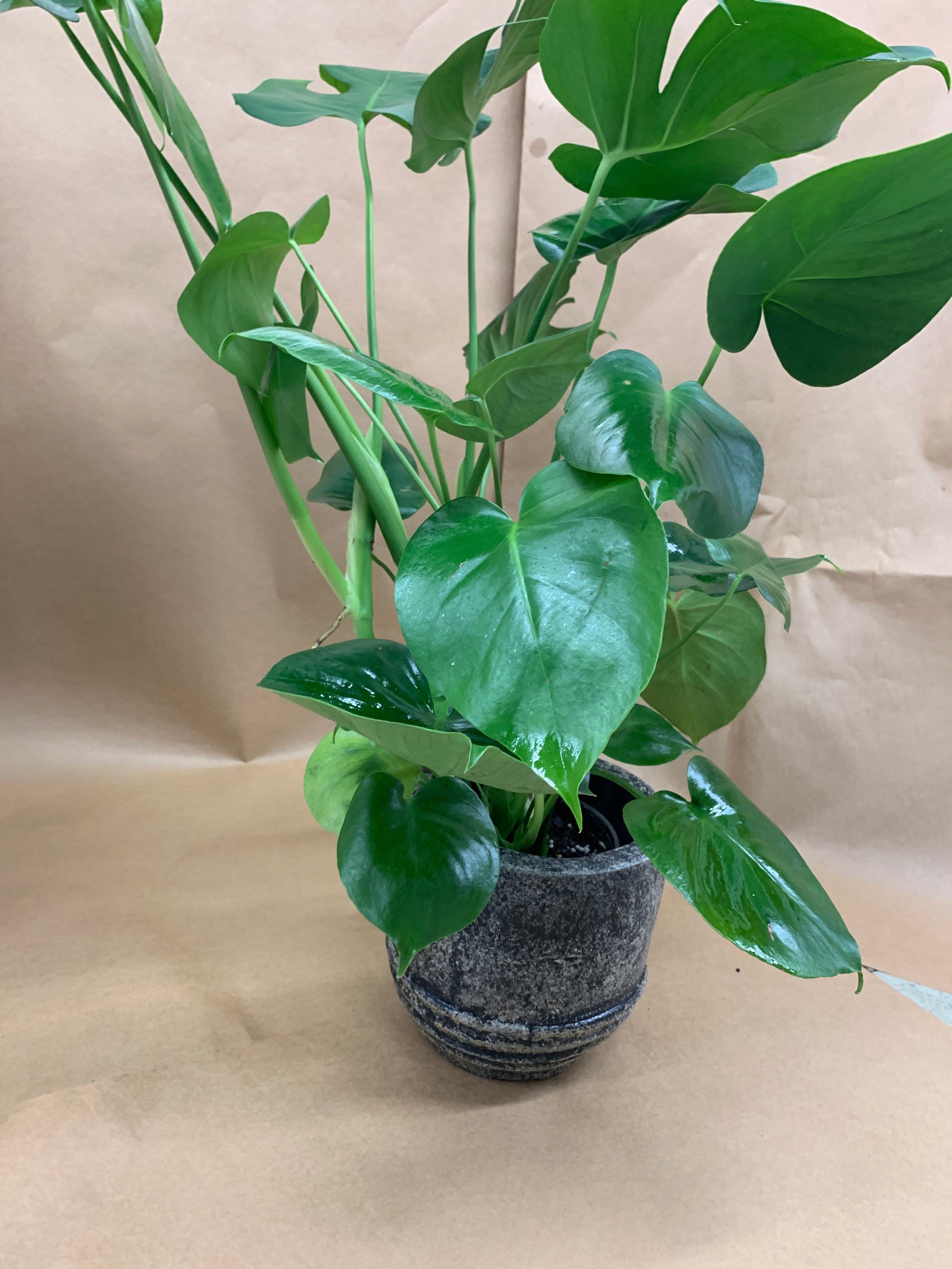 philodendron pot plant Philodendron Plant – Madison Flower Shop