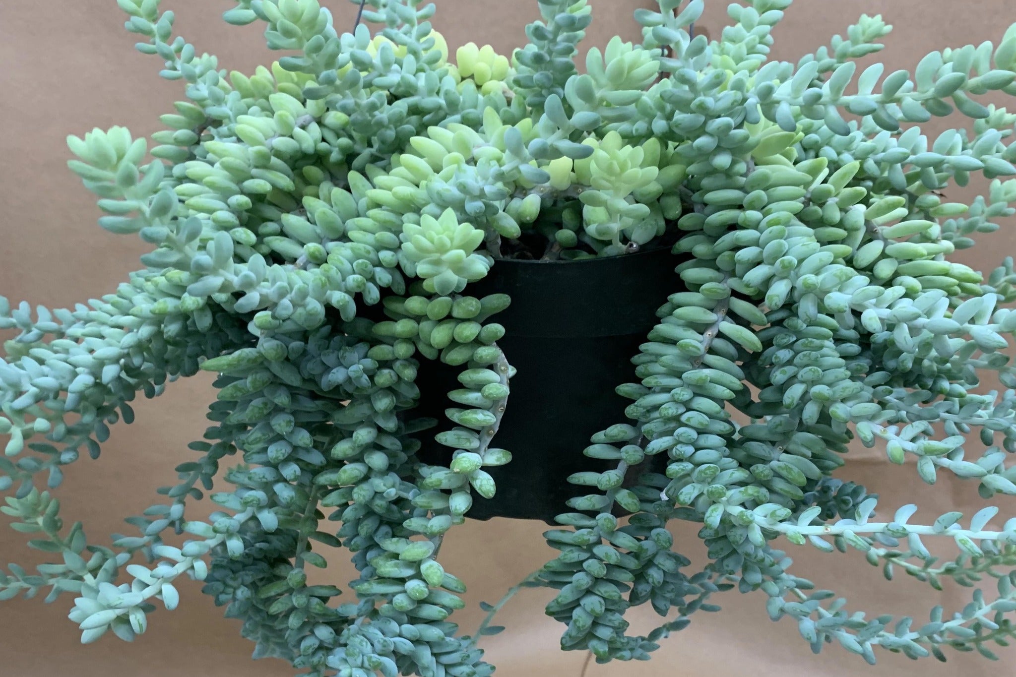 hanging succulent planter indoor Indoor Hanging Planter – Madison Flower Shop