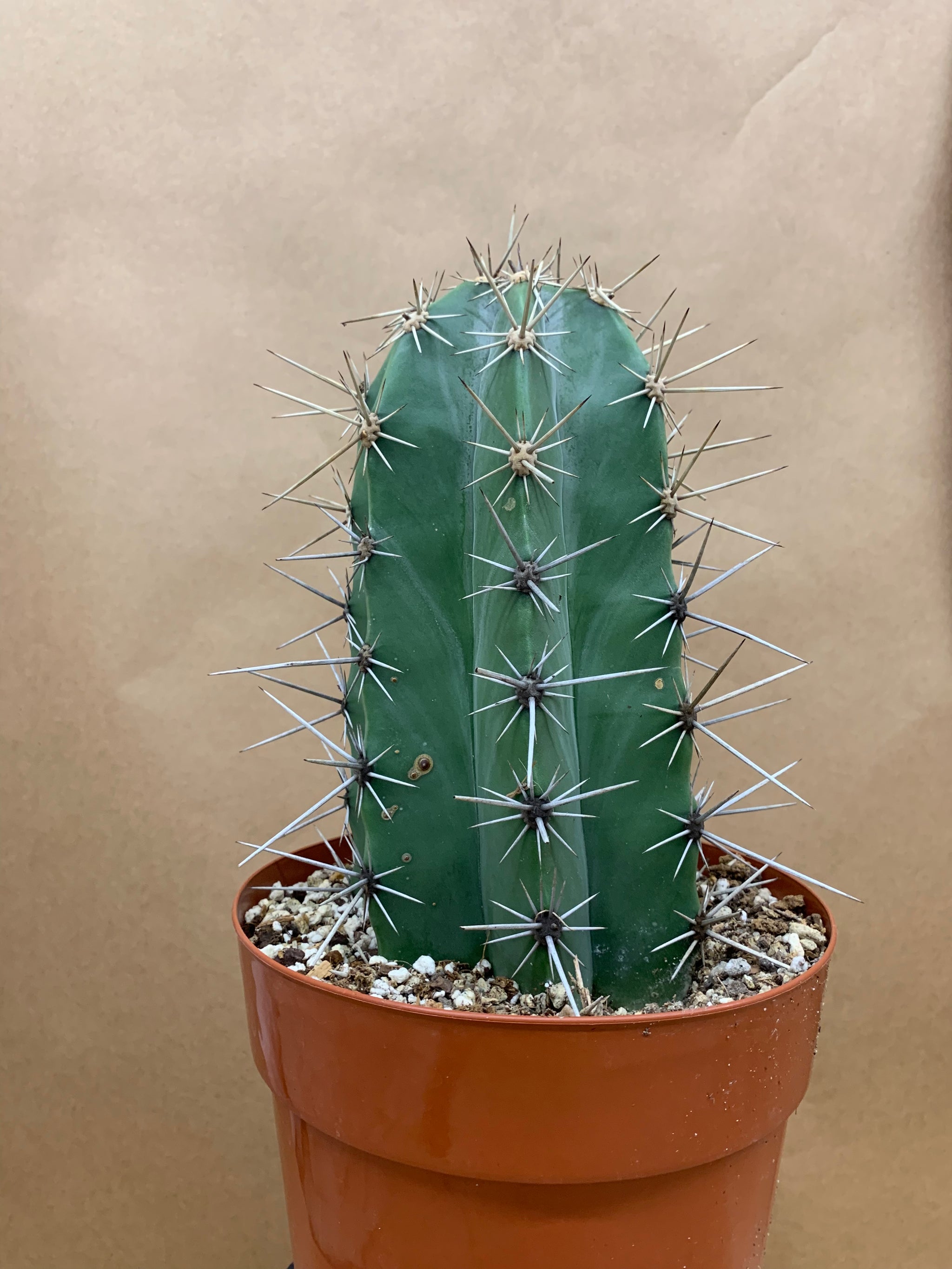 cactus kopen Cactus Plant – Madison Flower Shop