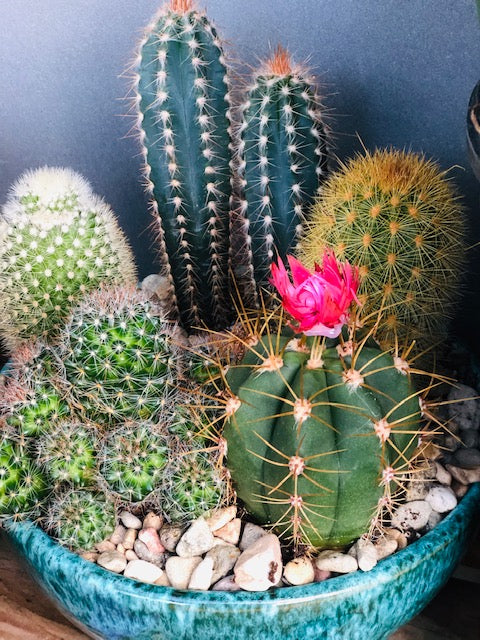 cactus potted plants Mixed Cacti Planter – Madison Flower Shop