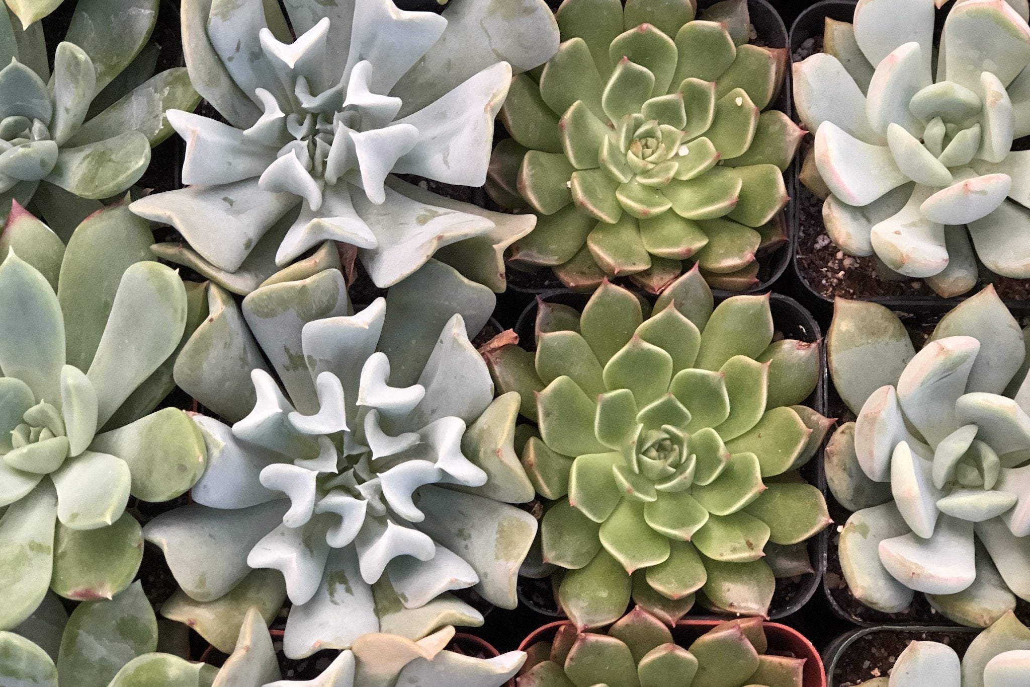 succulents madison wi Succulent Planter – Madison Flower Shop