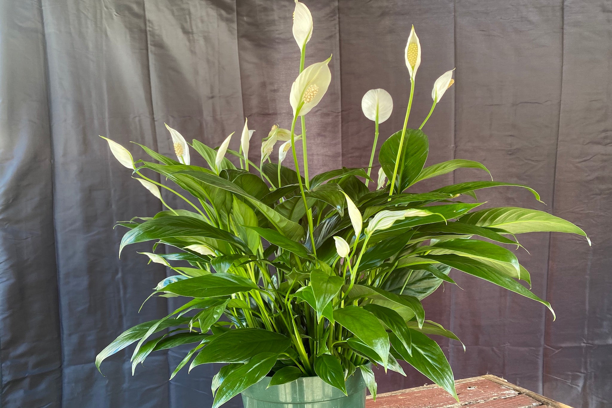 peace lily store Peace Lily Plant – Madison Flower Shop
