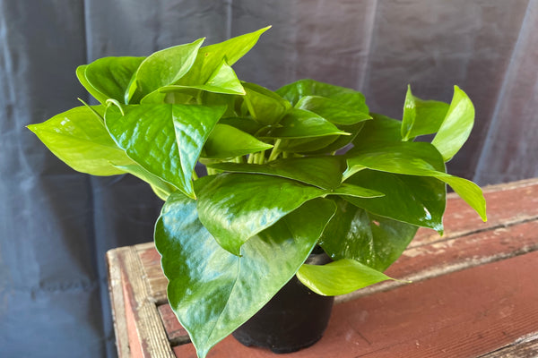 philodendron zapatilla Philodendron Plant – Madison Flower Shop
