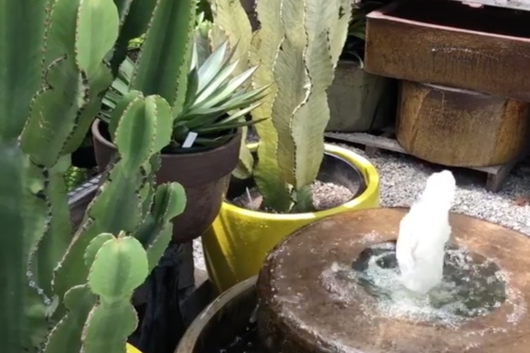 house plant cactus Cactus Plant – Madison Flower Shop
