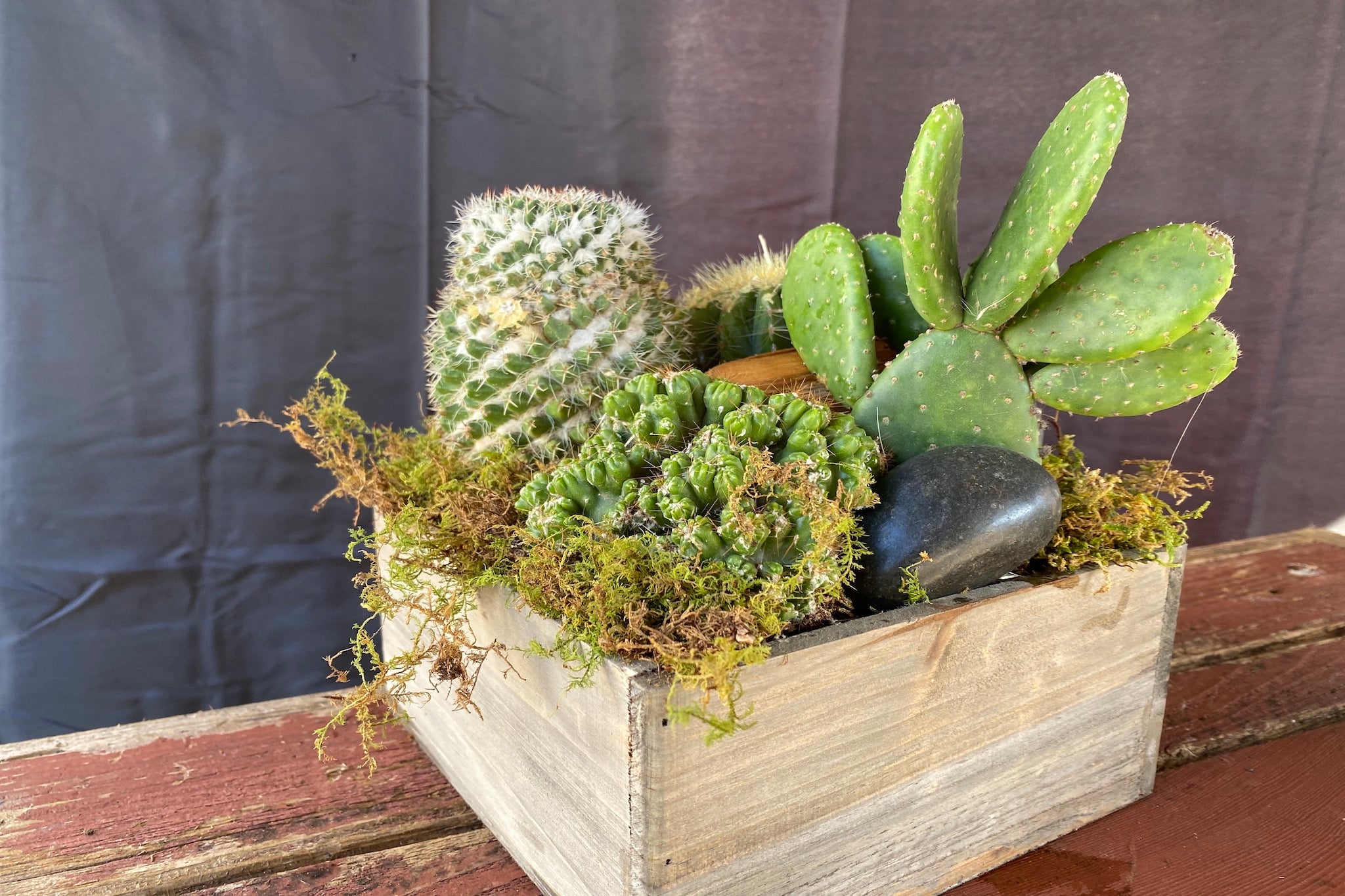 succulent and cactus mix Mixed Cacti Planter – Madison Flower Shop